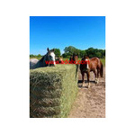 Get in touch to get the best horse feed at low prices