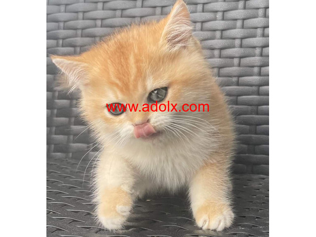 Cute babies kitten now ready