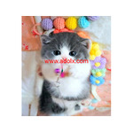 Munchkin cat for sale