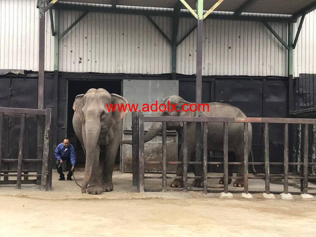 International Animal Exchange Services in Thailand