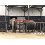 International Animal Exchange Services in Thailand