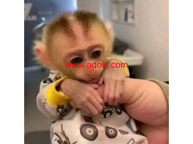 very cute Marmoset Monkeys