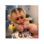 very cute Marmoset Monkeys