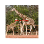 Animal Exchange Services in Thailand