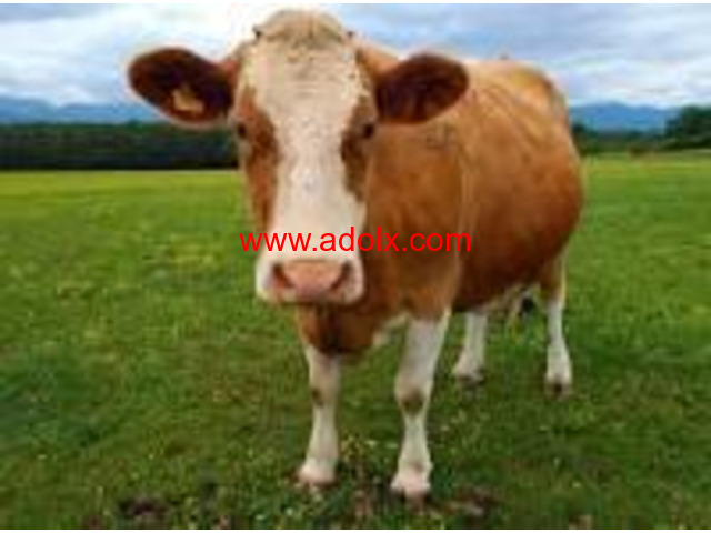 Healthy Livestocks/ Cow and Goat Fresh Milk