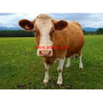 Healthy Livestocks/ Cow and Goat Fresh Milk