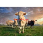 Healthy Livestocks/ Cow and Goat Fresh Milk