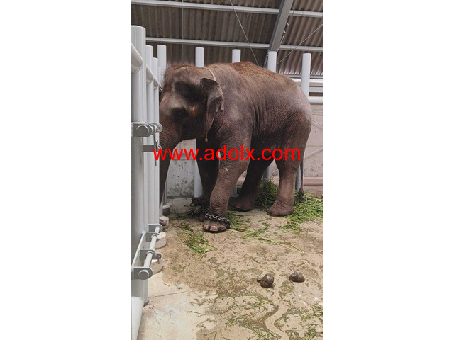 Animal Supply and Collection in Thailand