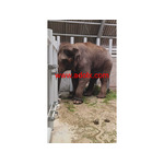 Animal Supply and Collection in Thailand