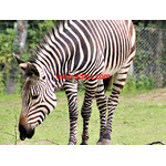 Animal Supply and Collection in Thailand